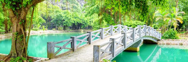 Prowincja Ninh Binh, Mostek, Rzeka, Drzewo, Park, Wietnam