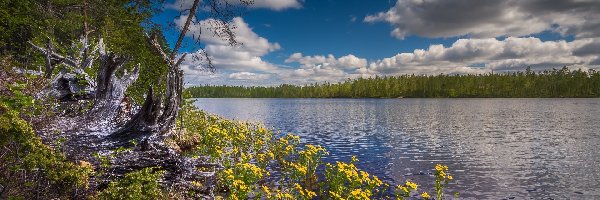 Drzewa, Chmury, Park Narodowy Hossa, Region Kainuu, Finlandia, Kaczeńce, Kwiaty, Jezioro, Żółte