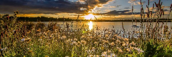 Jezioro, Kwiaty, Łąka, Zachód Słońca