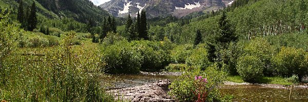 Roślinność, Pasmo Elk Mountains, Stany Zjednoczone, Kamienie, Las White River National Forest, Krzewy, Rzeka White River, Góry Skaliste, Szczyty Maroon Bells, Stan Kolorado