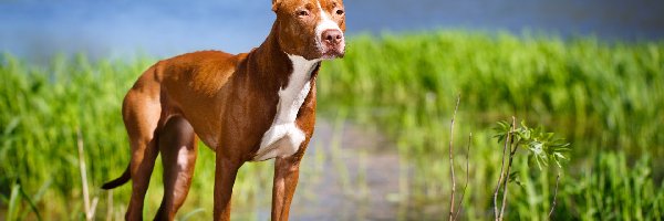 Rzeka, Amerykański pitbull terrier