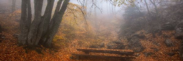Jesień, Liście, Drzewa, Ławeczka, Mgła