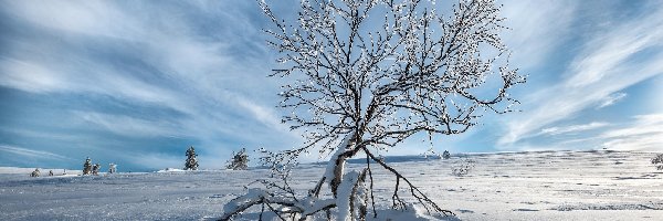 Śnieg, Drzewo, Samotne, Zima