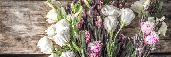 Eustoma, Kwiaty