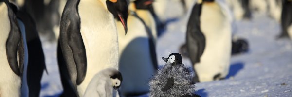 Lód, Pingwiny, Zdziwione