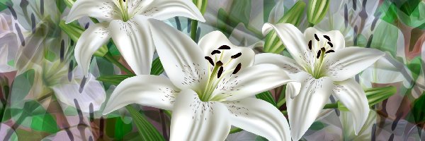 Kwiaty, Białe, Trzy, 2D, Lilie