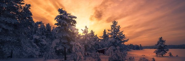 Zima, Las, Śnieg, Zachód słońca, Drzewa
