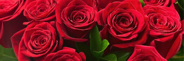 Bukiet, Czerwone, Róże, Kwiaty