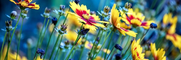 łąka, Nachyłki Ladybird, Kwiaty