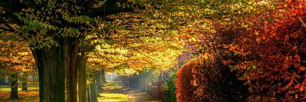 Jesień, Drzewa, Liście, Aleja, Park, Światło, Przebijające