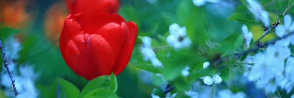 Kwiat, Czerwony, Tulipan
