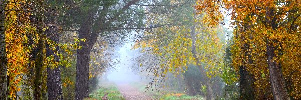 Droga, Poranek, Drzewa, Jesień, Mgła