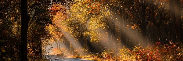 Droga, Las, Jesień, Przebijające światło, Drzewa