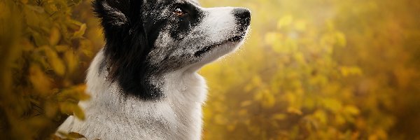 Pies, Mordka, Border collie, Liście, Profil