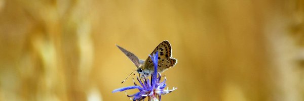 Modraszek, Kwiat, Niebieski, Motyl