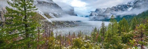 Drzewa, Chmury, Śnieg, Park Narodowy Yosemite, Góry Sierra Nevada, Mgła, Stany Zjednoczone, Kalifornia