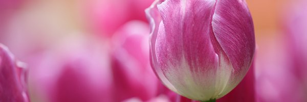 Rozmyte tło, Tulipan, Różowo-biały