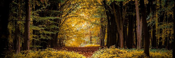Las, Liście, Drzewa, Jesień, Ścieżka