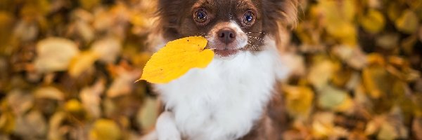 Chihuahua, Liście, Jesienne, Pies