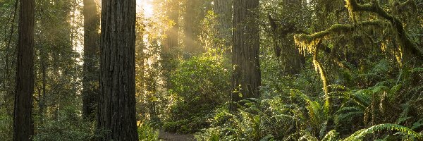 Przebijające światło, Park Narodowy Redwood, Las, Stan Kalifornia, Stany Zjednoczone, Paprocie, Drzewa