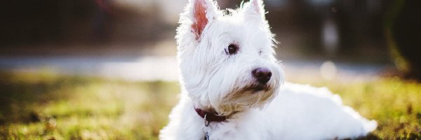 Obroża, West Highland White Terrier