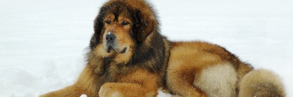 Mastif tybetański, Śnieg, Zima, Pies
