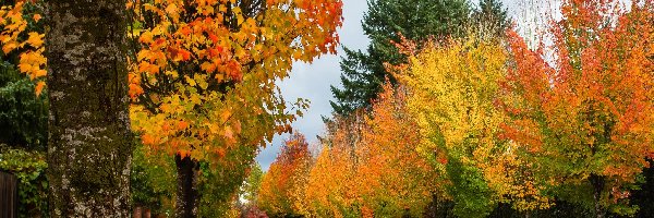 Droga, Drzewa, Żółte, Jesień