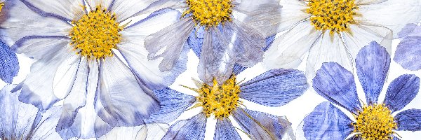 Niebieskie, Kosmea, Kwiaty, Białe