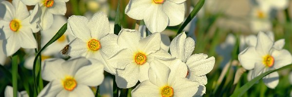 Narcyzy białe, Kwiaty