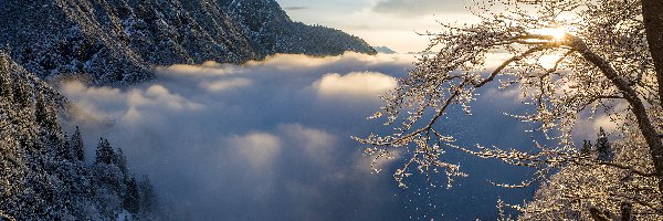 Zima, Mgła, Góry, Drzewa, Wschód słońca