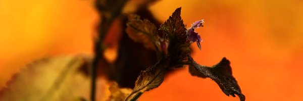 Kwiatek, Fioletowy, Roślina