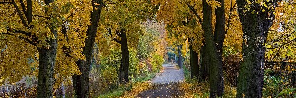Droga, Liście, Drzewa, Jesień