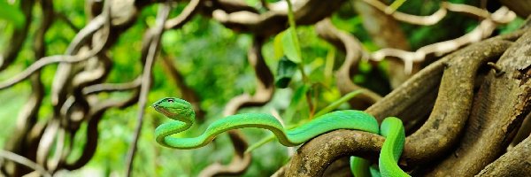 Wąż, Rośliny, Pnącza, Zielony
