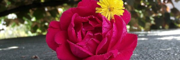 Kwiat, Prosienicznik szorstki, Róża, Przyroda