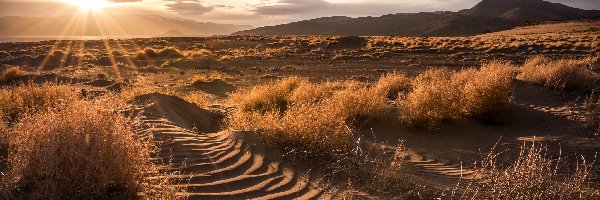 Trawa, Great Salt Lake Desert, Wielka Pustynia Słona, Stan Nevada, Stany Zjednoczone, Promienie słońca, Wschód