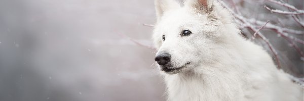 Pies, Mordka, Biały owczarek szwajcarski, Śnieg, Gałązki