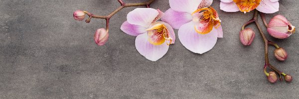 Storczyk, Orchidea, Różowa