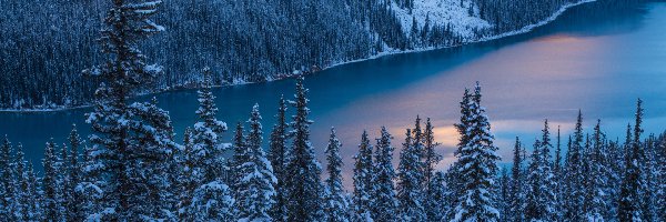 Kanada, Drzewa, Park Narodowy Banff, Śnieg, Zima, Prowincja Alberta, Jezioro Peyto Lake
