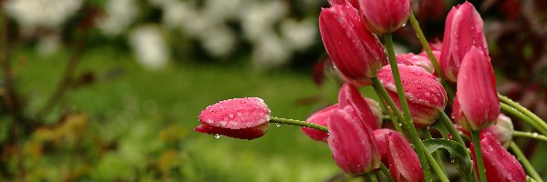 Czerwone, Deszczowe, Tulipany, Ogród, Krople