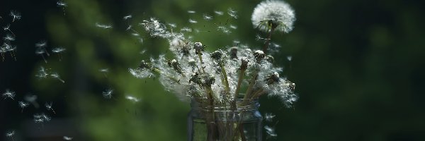 Niełupki, Dmuchawce, Słoik