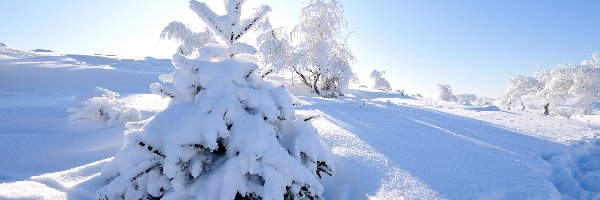 Zima, Drzewa, Ośnieżone, Wschód słońca, Śnieg