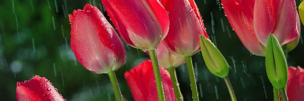 Deszcz, Kwiaty, Tulipany
