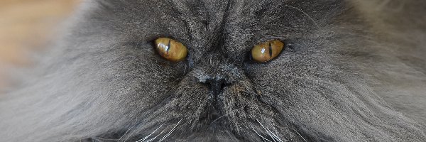 Kot perski, Oczy, Miodowe, Szary