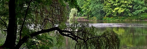 Wiosna, Drzewa, Staw
