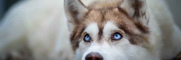 Siberian husky, Pies, Leżący
