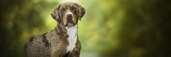 Catahoula leopard dog, Pies, Leżący