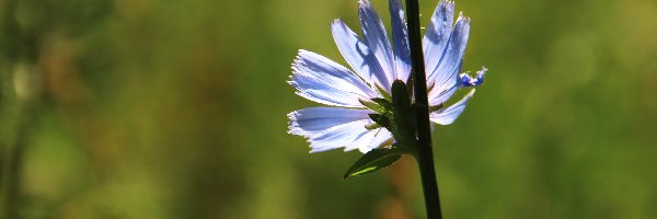 Cykoria, Kwiat, Niebieski