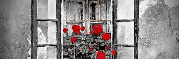 Stary, Okno, Dom, Kwiaty, Czerwone