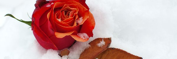 Róża, Śnieg, Listek, Czerwona