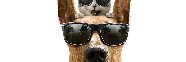 Pies, Głowa, Okulary, Kot